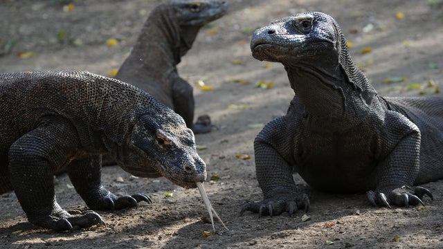 komodo_107722389.jpg 