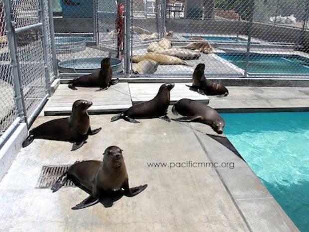 pacific marine mammal center 