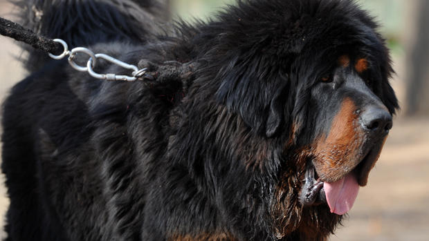 Westminster Dog Show: The big-money breeds 