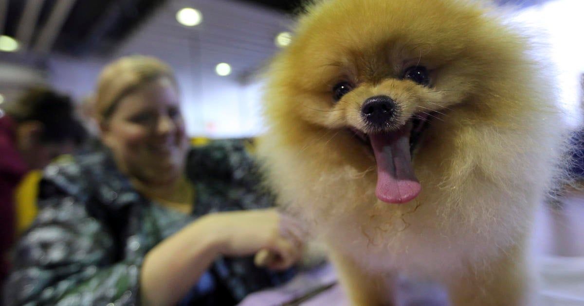 Pomeranian westminster sale 2018