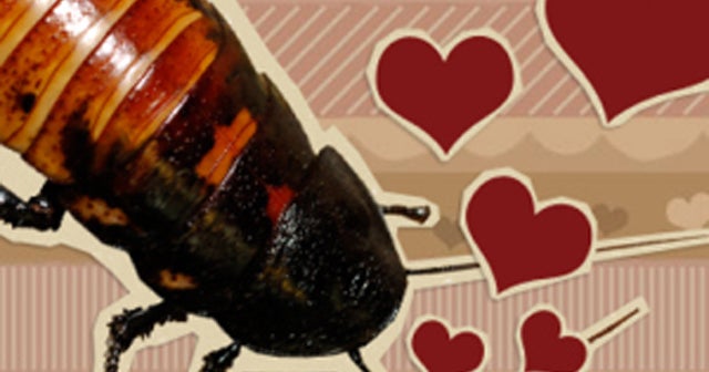 NY zoo offers "name a roach" on Valentine's Day CBS News