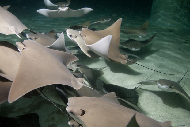 Cownose Rays 