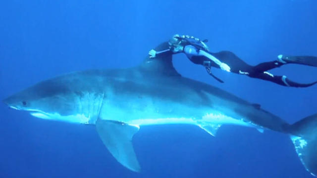 GoPro_Freediver_Ocean_Ramsey_Shark.jpg 