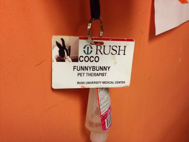Rush University Medical Center Bunny 