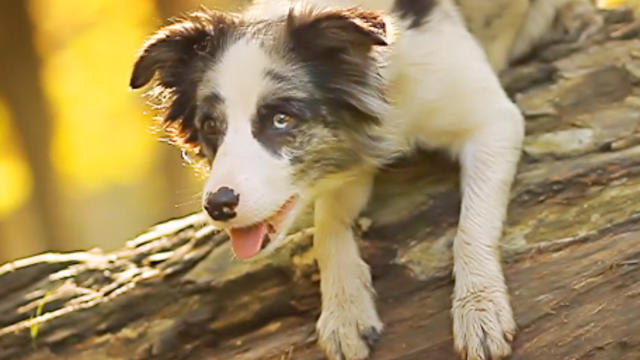 Border_collie_Zoe_Tricks.jpg 