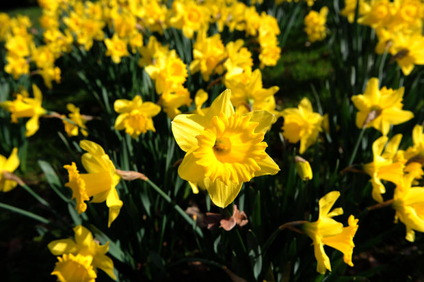 Daffodil flowers bloom in the warm sunny 