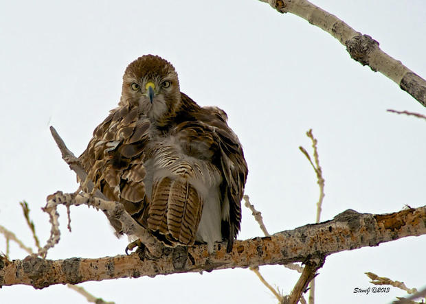 hawk-close-up-and-personal.jpg 