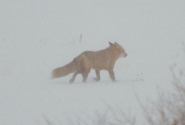 fox.jpg 