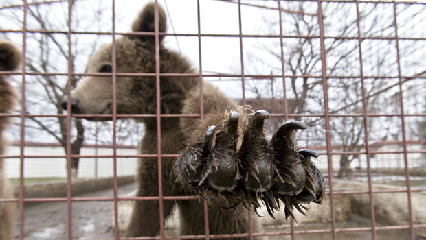 A bear reaches out from a cage at the estate of Ion Balint, known to Romanians as Nutzu the Pawnbroker, a notorious gangster, in Bucharest, Romania, Wednesday, Feb. 27, 2013. 