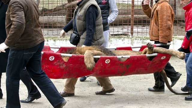A sedated lion is carried on a stretcher at the estate of Ion Balint, known to Romanians as Nutzu the Pawnbroker, a notorious gangster, in Bucharest, Romania, Wednesday, Feb. 27, 2013.  