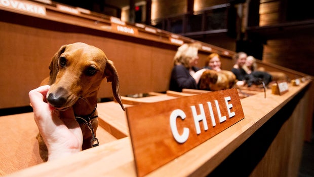 Dachshund United Nations 
