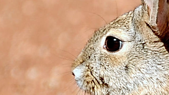 rabbit.jpg 