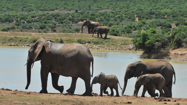 Addo, Elephants, Park, south africa 
