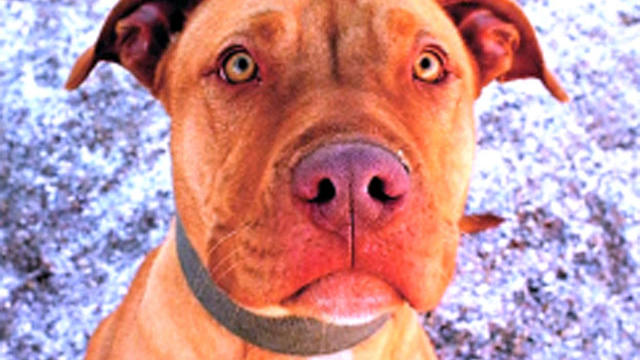 pit-bull-FINAL.jpg 