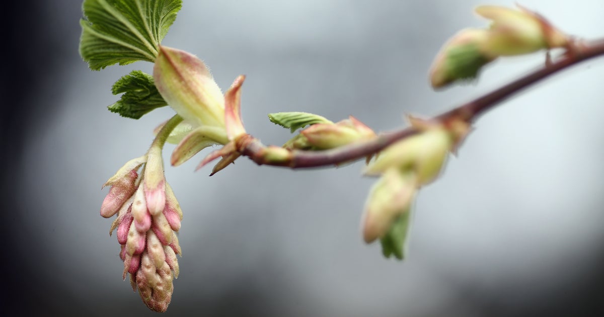 U.S. forecasters: Prepare for warm spring - CBS News