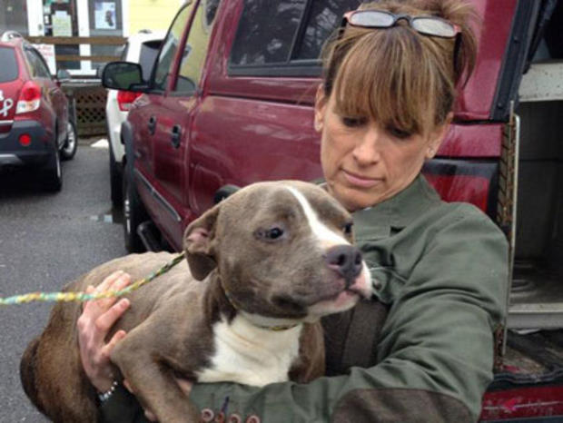 Dog Rescued On Long Island 
