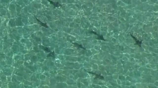 deerfield-beach-sharks.jpg 