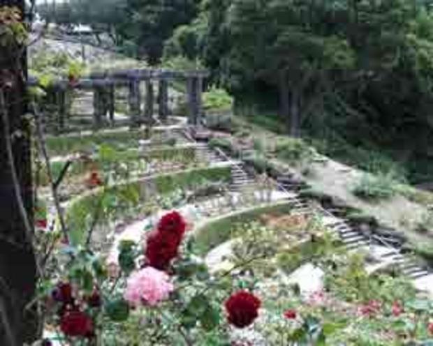 berkeley rose garden 