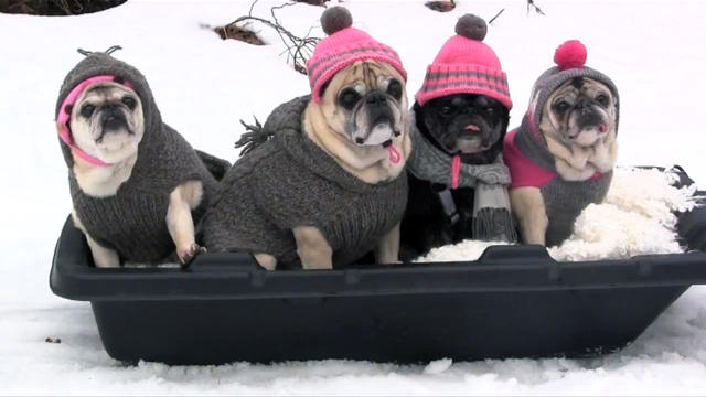 Pugs go for a sleigh ride  