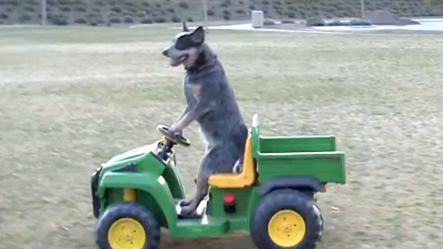 Dog_Driving_Cart_Rouge_Fun_With_Pup_And_Jane.jpg 