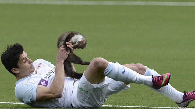 Loris Benito, marten, switzerland 