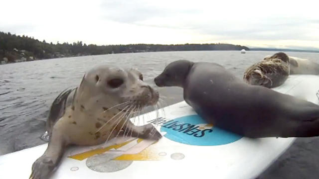 Seals_On_A_Windsurf_Board.jpg 