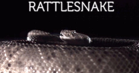 Rattlesnake in slowmotion is almost too close for comfort CBS News