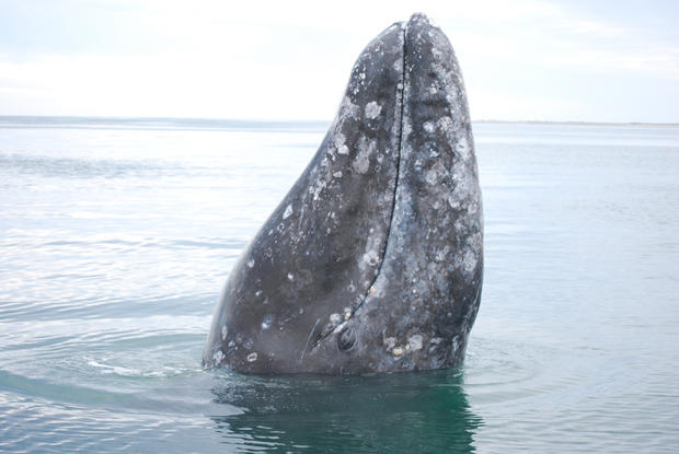 California gray whale 