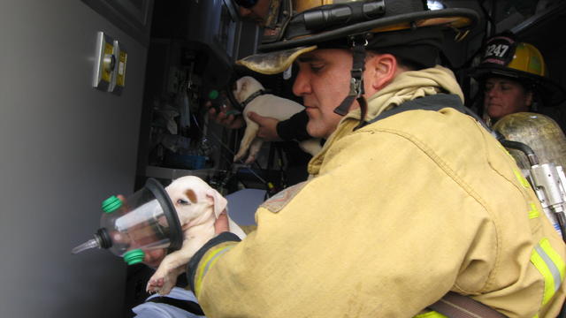 puppies-saved-from-fire.jpg 