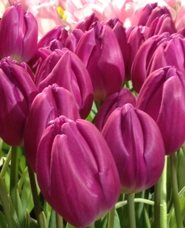 Purple_Tulips 