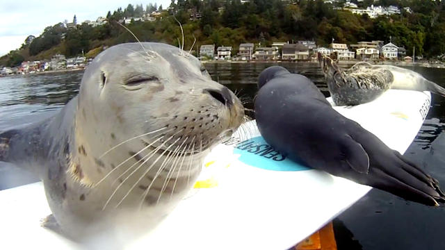 Seals go surfing 