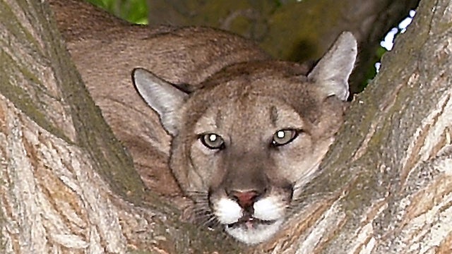 Mountain lion, tree, generic 