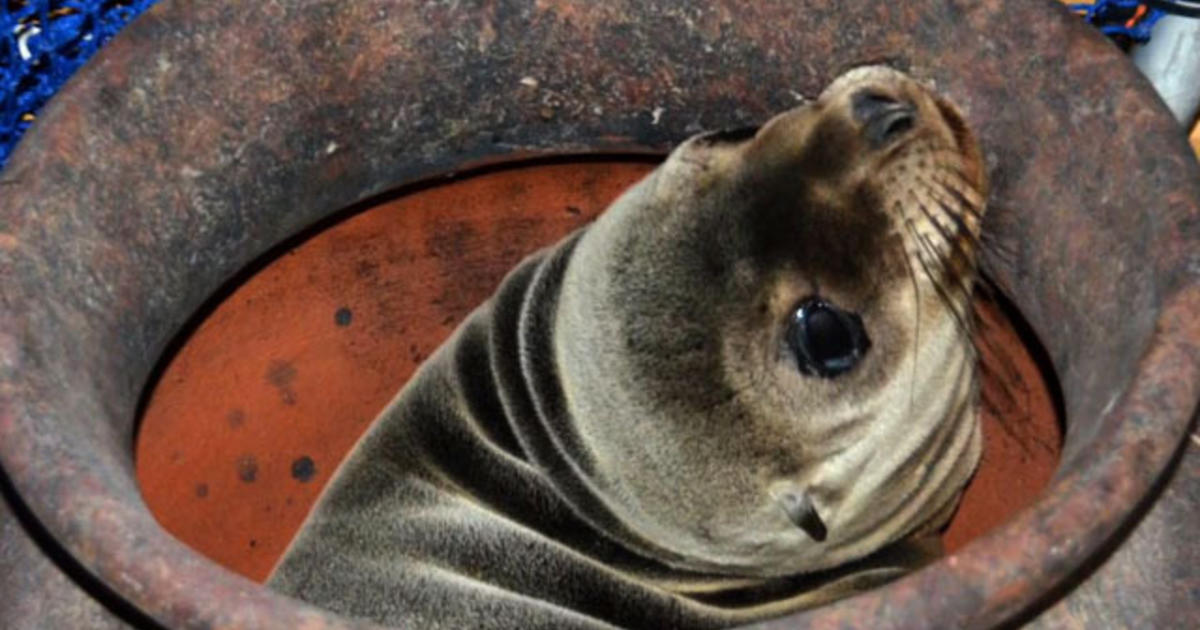 Starvation endangers sea lions in Southern California - CBS News