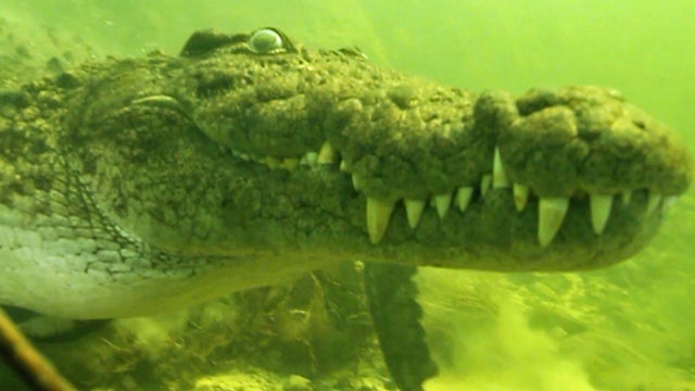 Crocs and Ferraris: similar? 