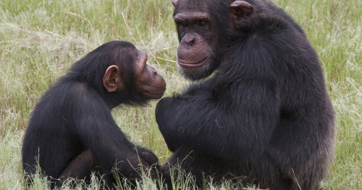 Gorillas, chimps fighting for survival, U.N. says - CBS News