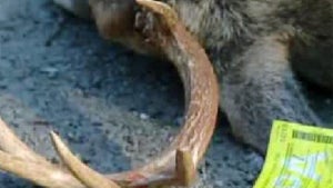 deer_deer_-_cbs_pittsburgh.jpg 