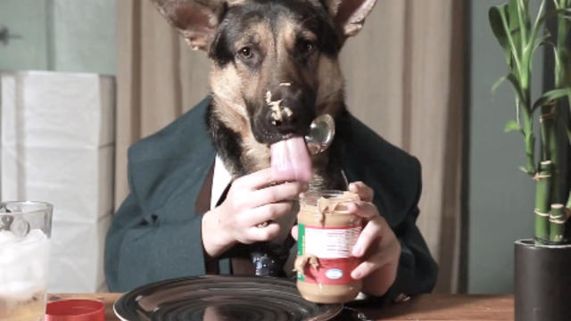 Odin_German_Shepherd_Eating_Like_Person.jpg 