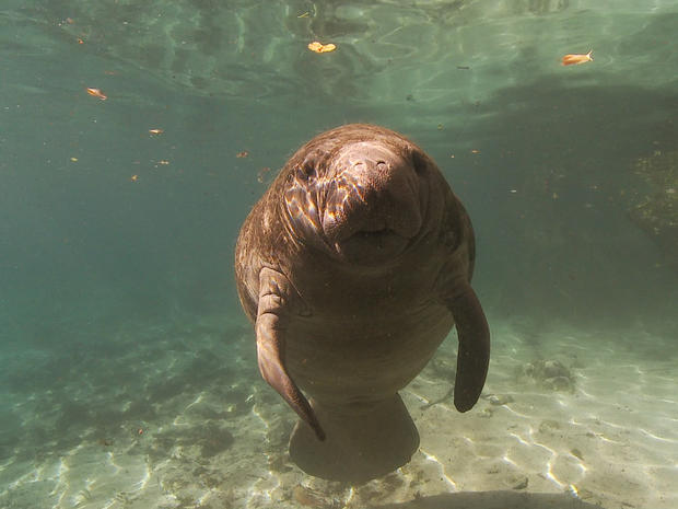 A manatee at Tampa's Lowery Park Zoo. 
