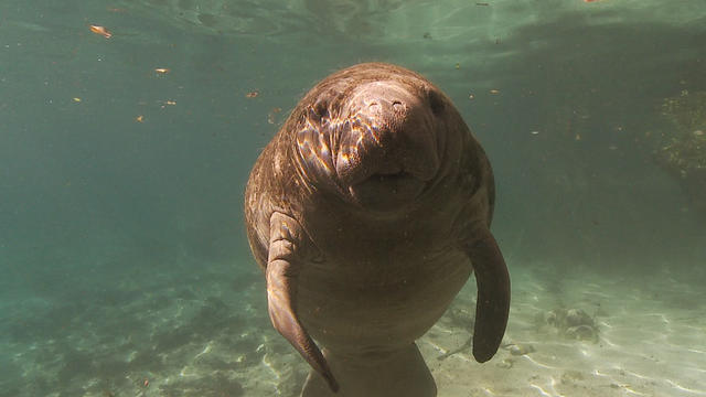 A manatee at Tampa's Lowery Park Zoo. 