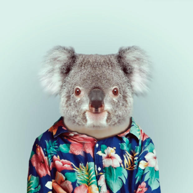 koala_629.jpg 