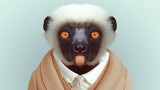 lemur1_2.jpg 