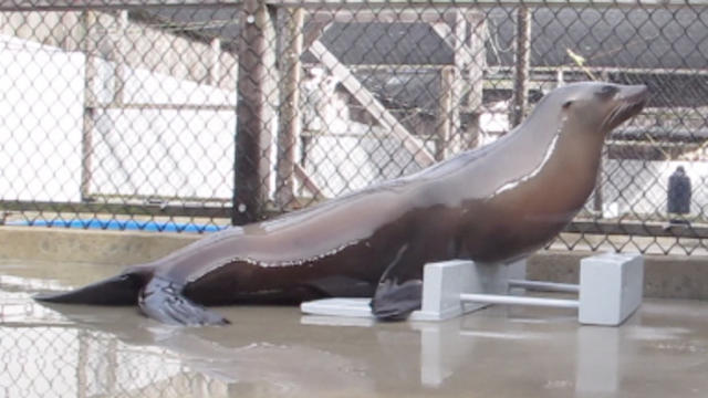 California_Sea_Lion_Ronan_Bobbing_Head.jpg 