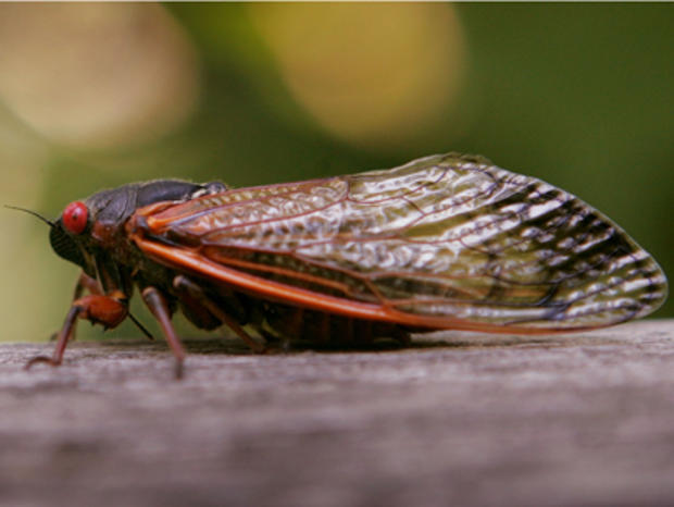 Cicadas Return  