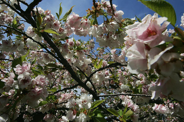 cherry-blossoms-in-brooklyn-botanic-garden1.jpg 