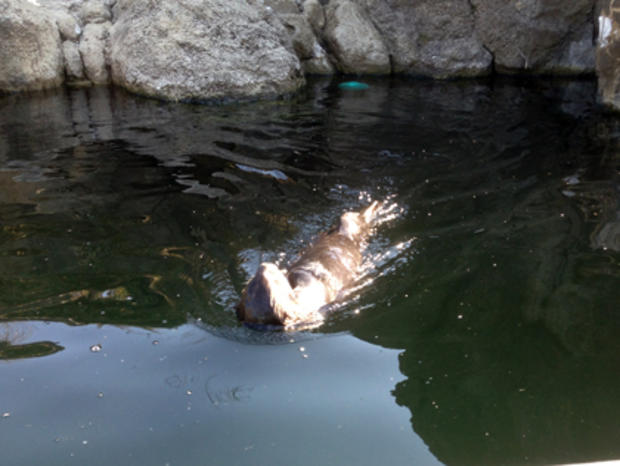 New York Aquarium -Sea Otter Swimming 