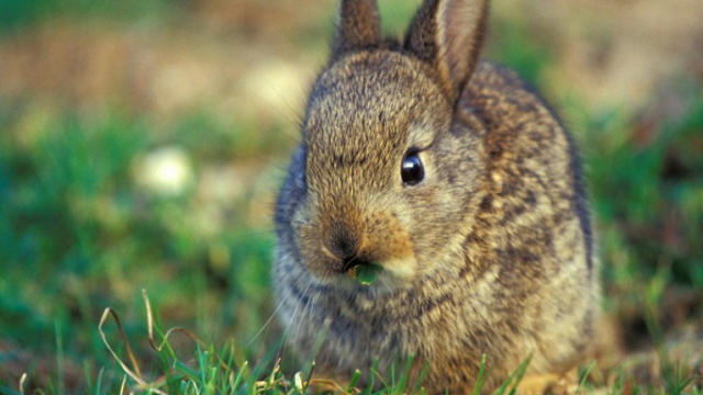 baby-rabbit.jpg 