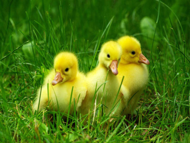 baby-chicks1.jpg 
