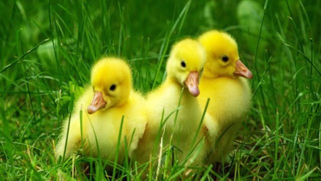 baby-chicks.jpg 