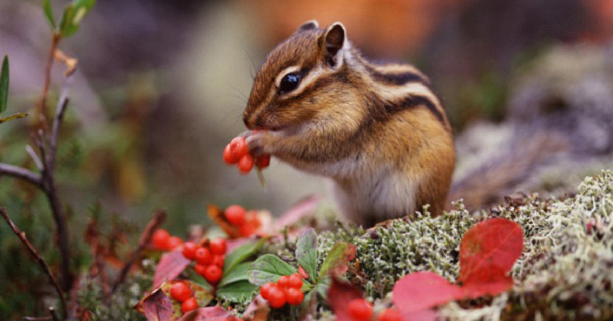 Why The Chipmunk Population Is Exploding In Connecticut CBS New York
