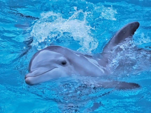 baby-dolphin1.jpg 